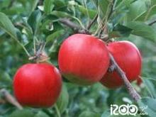 كونا مەھەللە كەنتى